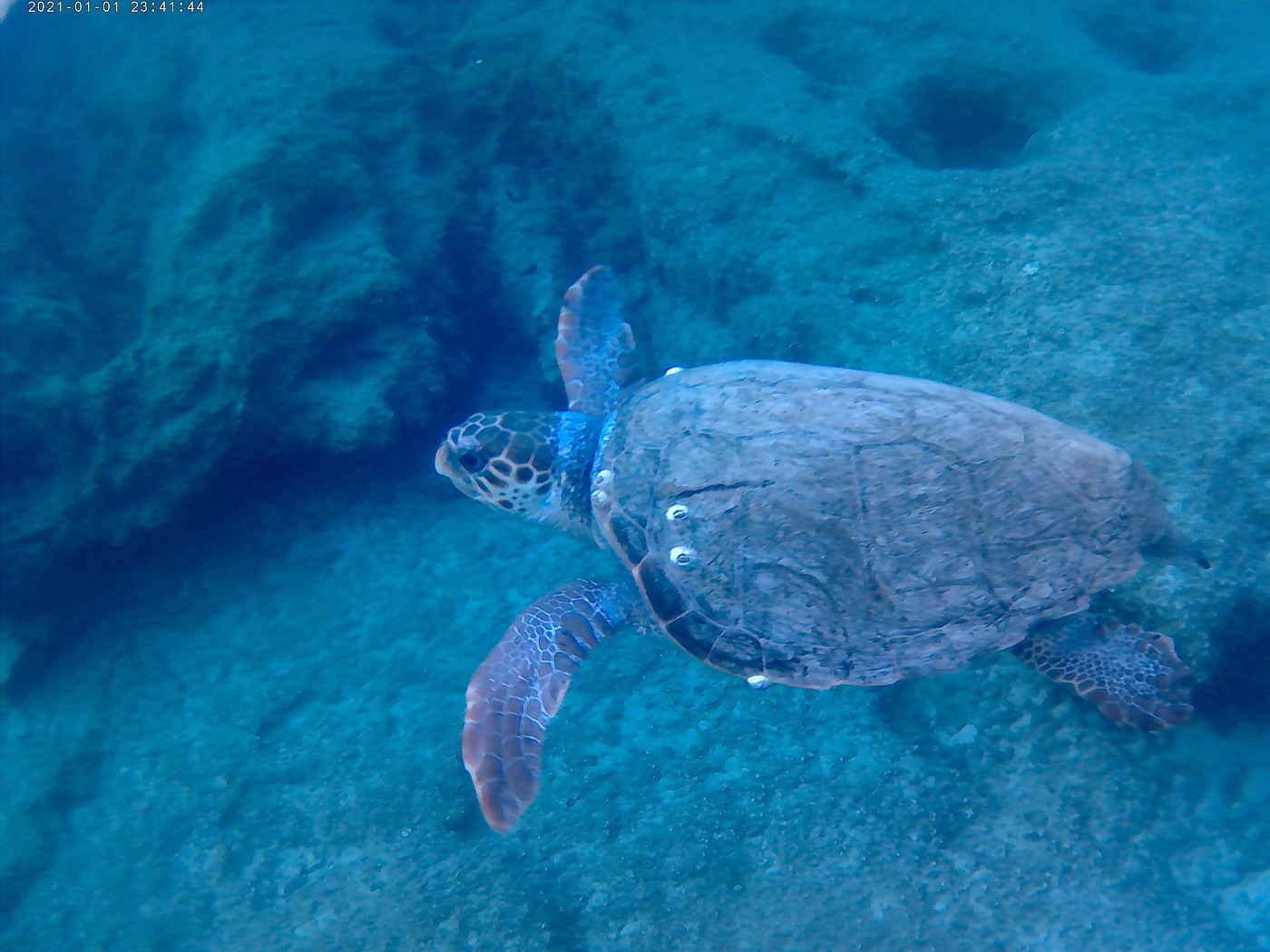 Reefs Snorkeling & Wreck Adventure with SUP - Omega Divers Chania