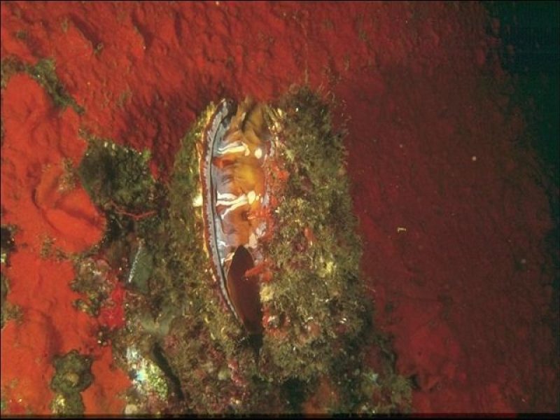 Karga Island (1)