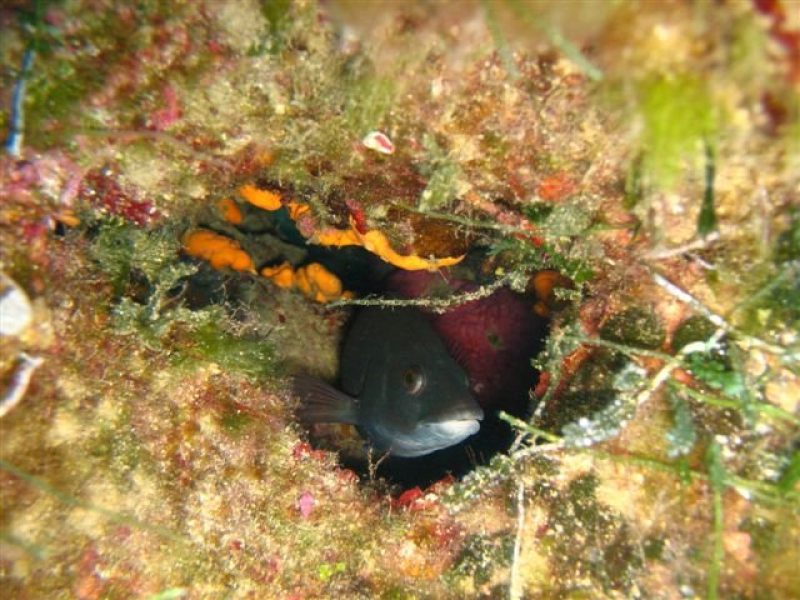 Karga Island (3)